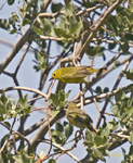 Yellow Warblers